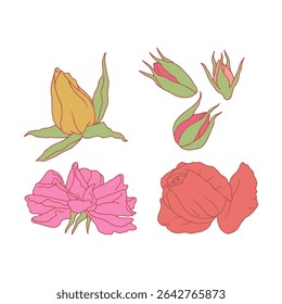Hand drawn line art pastel pink and purple rose flowers set isolated on white background. Vintage romantic botanical vector illustrations bundle