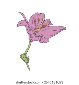 Hand drawn line art pastel purple lily bloom. Birth month May flower. Botanical vector illustration isolated on white.
