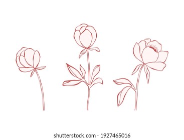 Hand drawn line art peony flowers collection isolated on white background. Set of pink peonies, buds, branches and leaves for decorative design and romantic arts. Botanical elegant elements