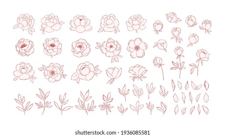 Hand drawn line art peony flowers collection isolated on white background. Set of pink peonies, buds, branches and leaves for decorative design and romantic arts. Botanical elegant elements