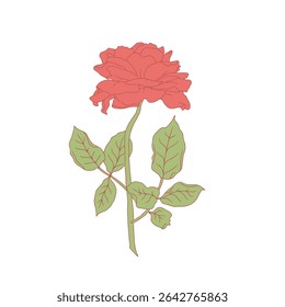 Hand drawn line art red rose flower isolated on white background. romantic botanical vector illustration