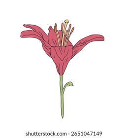 Desenhado à mão arte lírio vermelho flor. Flor de maio do mês de nascimento. Ilustração vetorial botânica isolada em branco.