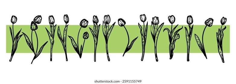 Hand drawn line art tulips on stems with blooms. Vector illustrations set of spring flowers. Elegant sketchy doodles of beautiful flowers. Graphic assets for print and online designs.
