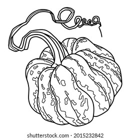 Hand drawn line art vector of pumpkin isolated on white background. Stock illustration of contour vegetable for coloring pages.