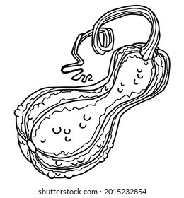 Vector de arte de línea dibujada a mano de calabaza aislado sobre fondo blanco. Ilustración de la verdura de contorno para las páginas de color.