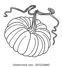Vector de arte de línea dibujada a mano de calabaza aislado sobre fondo blanco. Ilustración de la verdura de contorno para las páginas de color.