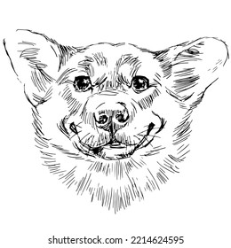 Hand drawn line art vector illustration of dog portrait isolated on white.