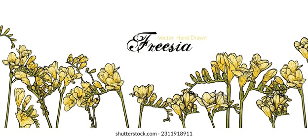 Hand drawn line art vector freesia on white background. Yellow freesia for online and print projects. 