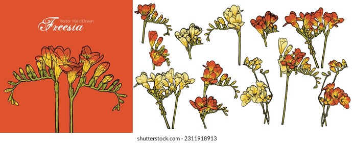 Hand drawn line art vector freesia bundle for online and print materials.