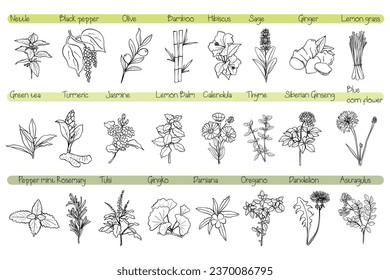 Hand drawn line art vector of herbs.