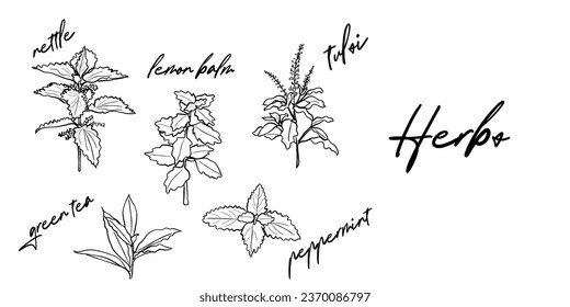 Hand drawn line art vector of herbs.