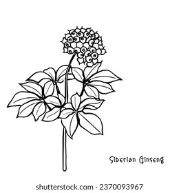 Hand drawn line art vector of Siberian Ginseng