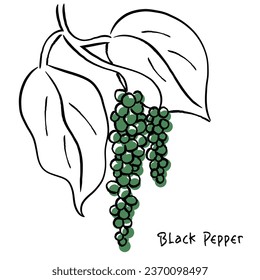 Hand drawn line art vector of black pepper