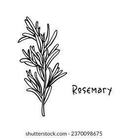 Hand drawn line art vector of rosemary