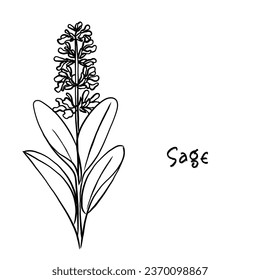 Hand drawn line art vector of sage