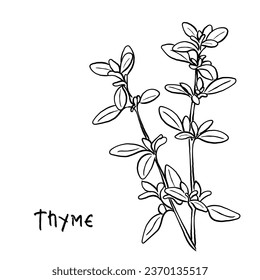 Hand drawn line art vector of thyme