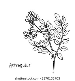 Hand drawn line art vector of astaragulus