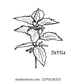 Hand drawn line art vector of nettle