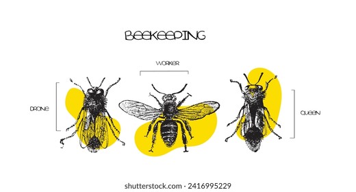 Hand Drawn Line art vector of Beekeeping. Beekeeping Aid. Honey Harvesting.