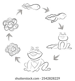 Vector de arte de línea dibujado a mano de Frogs Life Cycle.