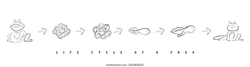 Hand drawn line art vector of Frogs Life Cycle.