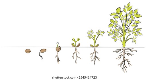 vetor de arte desenhado à mão de uma planta de amendoim fases de crescimento.