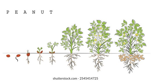 vetor de arte desenhado à mão de uma planta de amendoim fases de crescimento.