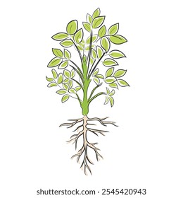 hand drawn line art vector of a peanut plant growth phases.
