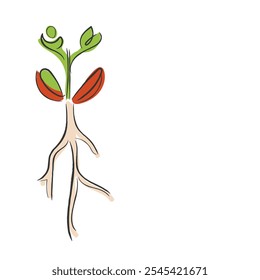 hand drawn line art vector of a peanut plant growth phases. Seedling sprouts into plant.