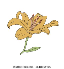 Desenhado à mão arte lírio amarelo flor. Flor de maio do mês de nascimento. Ilustração vetorial botânica isolada em branco.