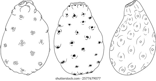 Hand drawn, line, coloring pages vector Opuntia fruit, prickly pear cactus, Indian figs, Edible cactus	