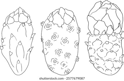 Hand drawn, line, coloring pages vector Opuntia fruit, prickly pear cactus, Indian figs, Edible cactus	