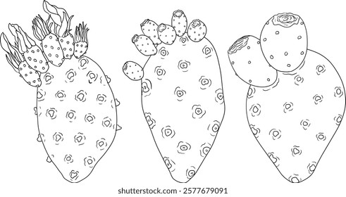 Hand drawn, line, coloring pages vector Opuntia fruit, prickly pear cactus, Indian figs, Edible cactus	