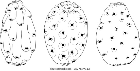 Hand drawn, line, coloring pages vector Opuntia fruit, prickly pear cactus, Indian figs, Edible cactus	