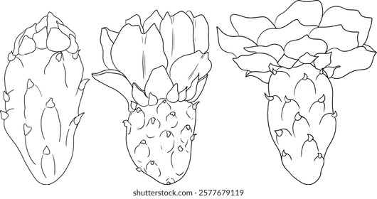 Hand drawn, line, coloring pages vector Opuntia fruit, prickly pear cactus, Indian figs, Edible cactus	