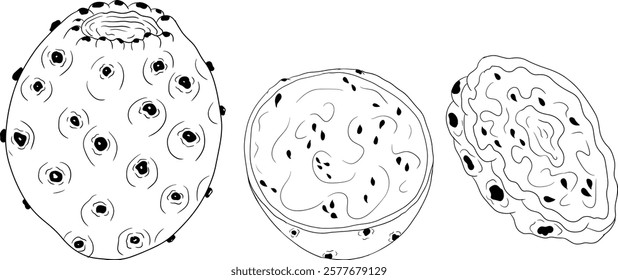 Hand drawn, line, coloring pages vector Opuntia fruit, prickly pear cactus, Indian figs, Edible cactus	