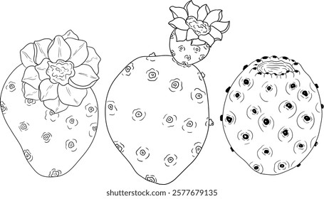 Hand drawn, line, coloring pages vector Opuntia fruit, prickly pear cactus, Indian figs, Edible cactus	