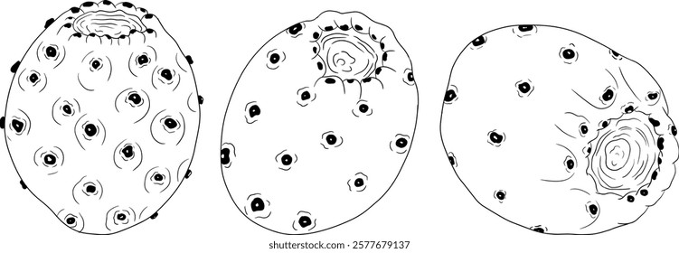 Hand drawn, line, coloring pages vector Opuntia fruit, prickly pear cactus, Indian figs, Edible cactus	