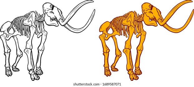Hand Drawn line and colour Illustration of mammoth skeleton isolated on white background, Archeological discovery, paleontology symbol.