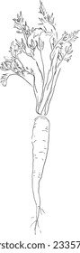 A hand drawn line drawing illustration of a carrot