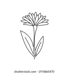 Hand drawn line drawing of a leaf. Vector illustration