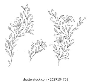 Hand drawn line drawing of Lily flower.
