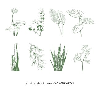 

Dibujo de plantas dibujado a mano