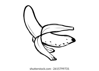 Hand drawn line drawing vector illustration of a peeled banana with brush touch. One banana.