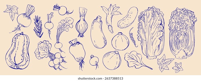Hand drawn line food illustration vector. Vegetables and herbs, spices. Farm food. Healthy eating
