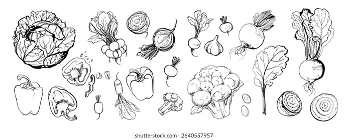 Hand drawn line food illustration vector. Vegetables and herbs, spices. Farm food. Healthy eating