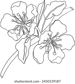 Dibujado a mano, línea de peras frescas. Dibujo de contorno de pera para colorear páginas, etiqueta, póster, imprimir