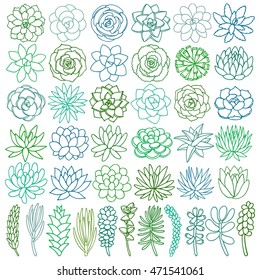 Hand drawn line green succulent flower. Desert plant isolated on white