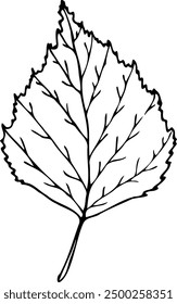 Hand drawn line illustration of Birch leaf isolated on a white background.