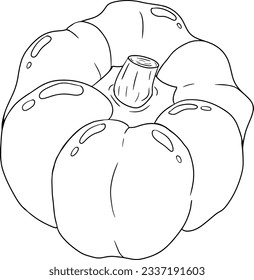 Hand drawn line illustration of different types of pepper. Bell sweet peppers, paprika. Vegetables painted with ink on white background. Vector sketch food.
